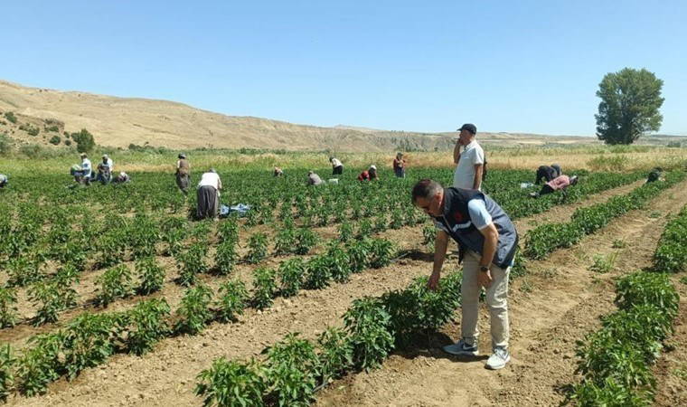 Elazığ’da 40 dekarlık alanda hasat başladı
