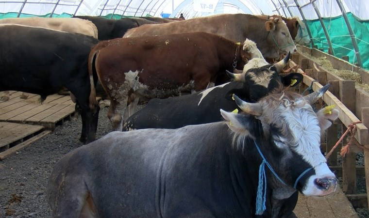 Kurbanlık fiyatları 20 bin TL’den başlıyor, satıcı maliyetten alıcı fiyattan şikâyetçi: Bayramın tadı yok