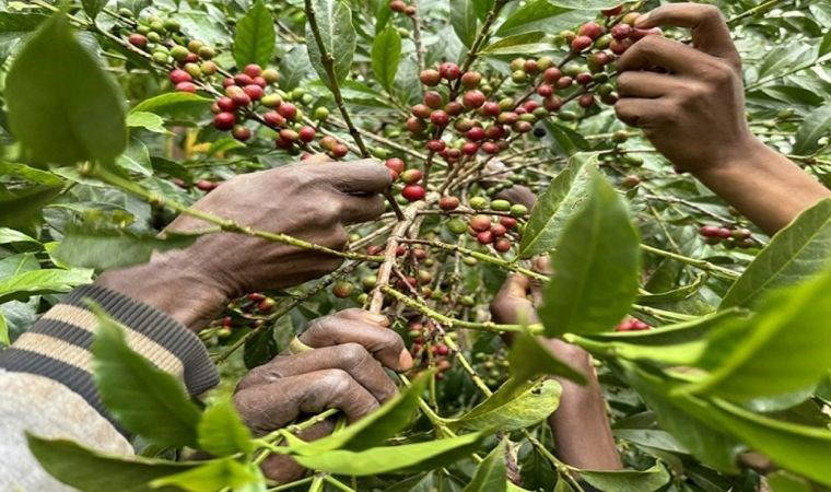Antalya'da olmaz denileni başardı: İlk hasatı aldı