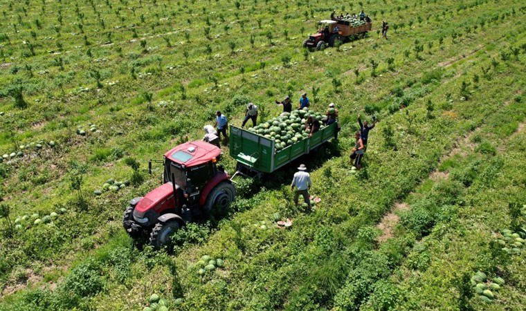Tarlada fiyatı 7 liraya düştü!  700 bin ton bekleniyor...