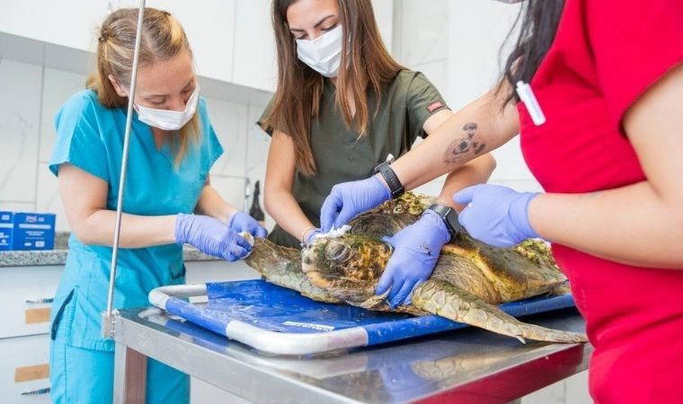 İzmir Körfezi’ndeki yaralı caretta caretta kurtarıldı