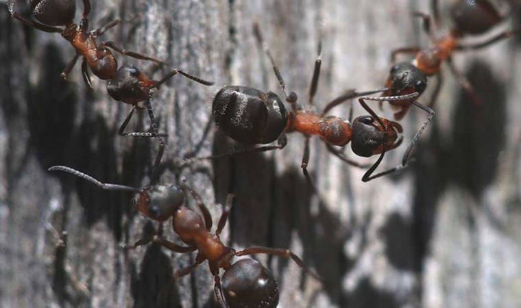 Evi istila eden karıncalardan kurtulmanın zararsız yöntemleri