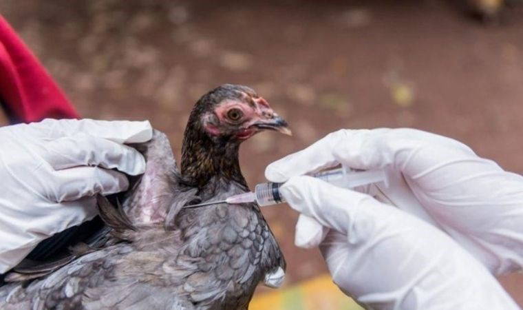 DSÖ, Meksika'da kuş gribinin bir alt türü olan A(H5N2) nedeniyle ilk ölümü doğruladı