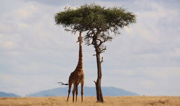 Zürafaların boynu niye uzun? İşte bilimden yeni açıklama
