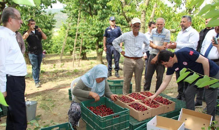 Amasya’da dalları kiraz bastı: Rekolte 50 bin ton