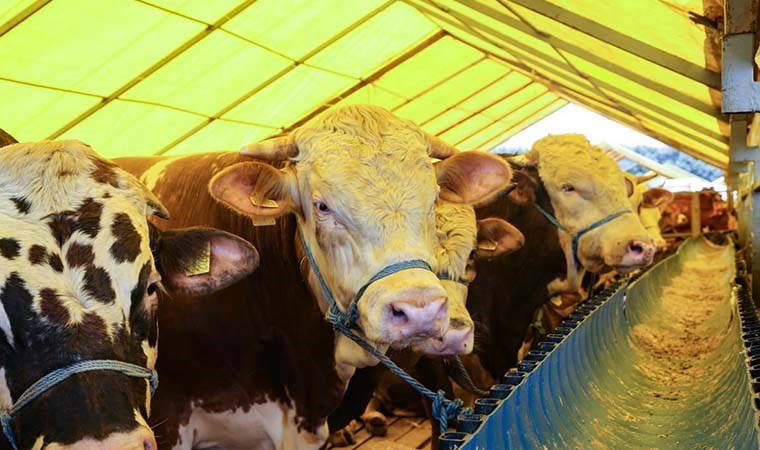 5 büyükbaşta 'şap' hastalığı tespit edildi: Kurban satışı yasaklandı!