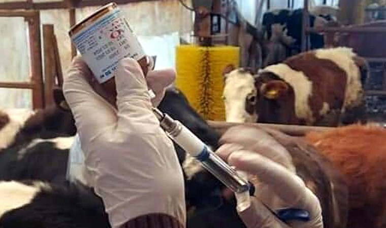 Seferihisar'daki 'şap' şüphesi asılsız çıktı