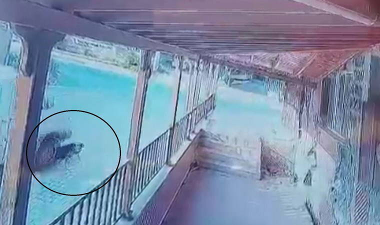 Hatay'da vahşet: Sürücü yol ortasında yatan köpeğin üzerinden geçti