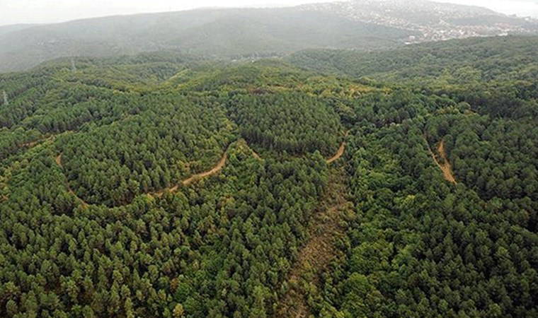 Valilik duyurdu: Mardin'de ormanlara girişler yasaklandı