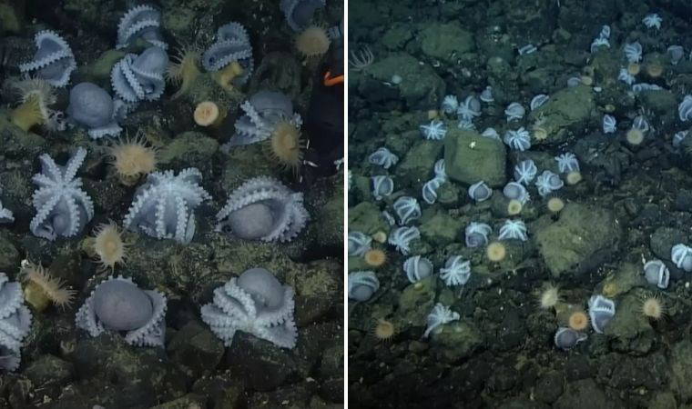 Bilim insanlarından çarpıcı keşif: