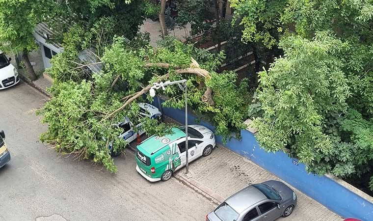 Siirt’te kuvvetli rüzgar: Ağaçlar park halindeki araçların üzerine devrildi