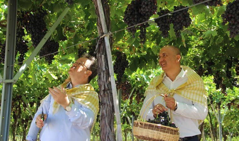 Spil Karasında hasat başladı: 750 milyon dolar gelir...