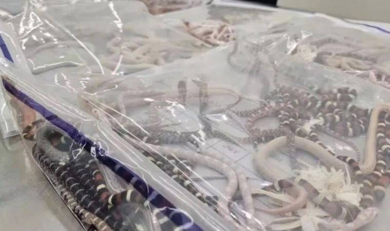 100’den fazla yılanı sığdırmış…