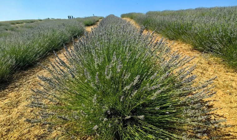 Orhaneli’nde yılın ilk hasadı başladı...