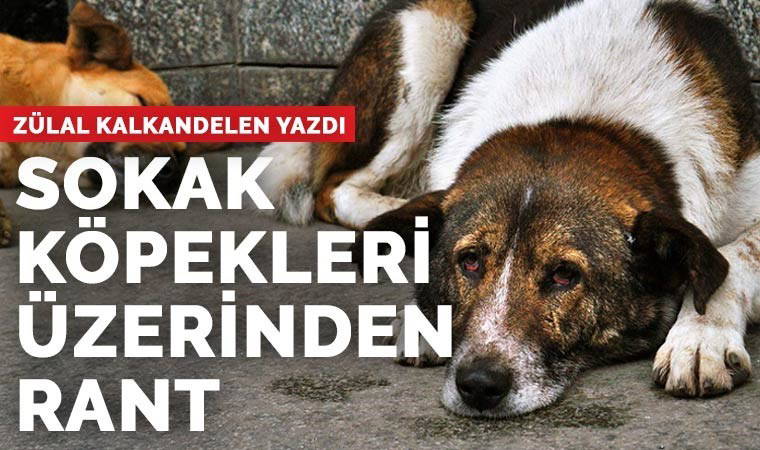 Sokak köpekleri üzerinden rant