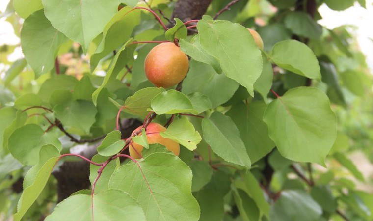 Mut'ta 2 aydır süren hasatta rekolte beklenenin altında kaldı: Kilosu 10 liraya geriledi...