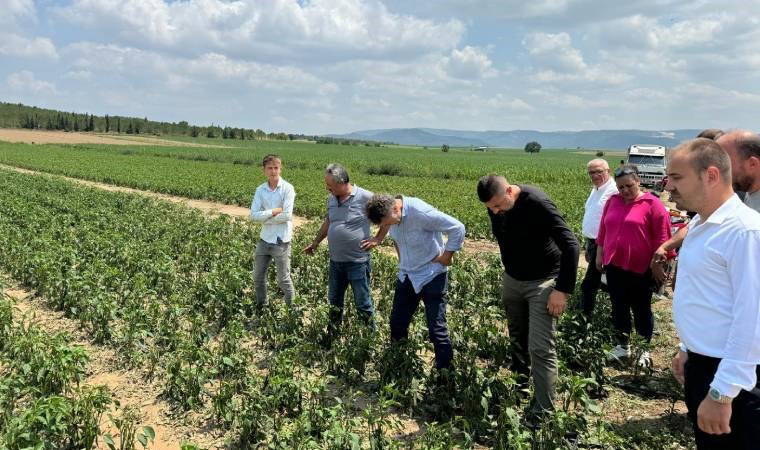CHP’li Sarıbal dolunun vurduğu tarım alanlarını ziyaret etti: Zorunlu tarım sigortası devreye sokulmalı