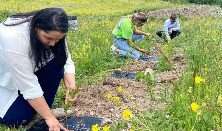 Posof'ta yetişiyor "süper meyve" olarak tanınıyor! Yüksek miktarda vitamin içeriyor...