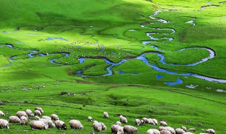‘Perşembe’ye maden ruhsatı ihanettir’