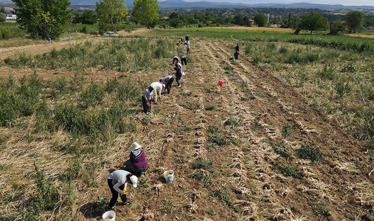 Kastamonu'nun beyaz altını: Hasadı yapıldıktan sonra 10 gün toprağın üstünde kalmaya devam ediyor...