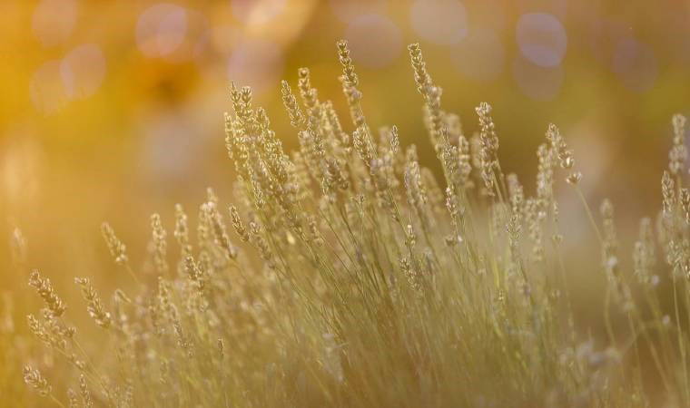 'Didim Lavanta Festivali' sona erdi
