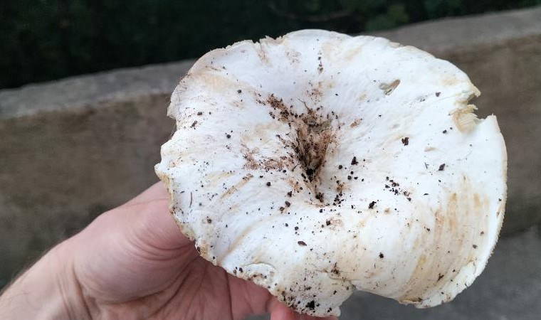 Ordu'da sofraların vazgeçilmezi: D vitamini kaynağı! Kilosu 350 TL'ye satılıyor...