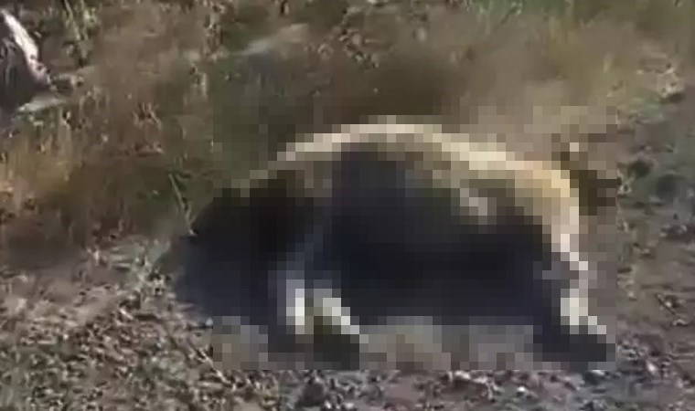 Gaziantep'te kamyonun çarptığı sürüdeki 12 koyun öldü