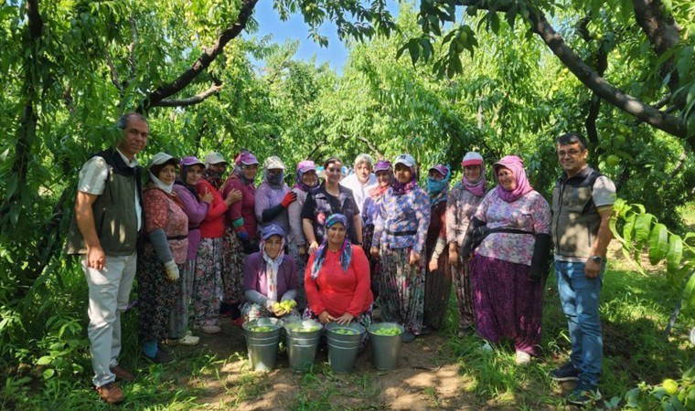 Kazdağları'nın endemik meyvesinde hasat başladı: 20 bin ton üretim bekleniyor