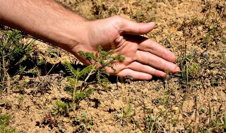 İklim değişikliğine bağlı afetler biyoçeşitliliği tehdit ediyor
