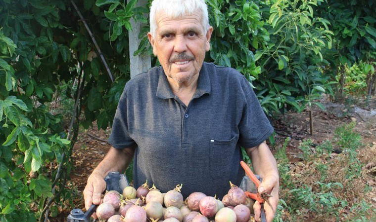 Her gün kasa kasa hasat yapıyor! Tropikal 'aşk meyvesi' üreticisini sevindirdi: Kilosu 100 TL