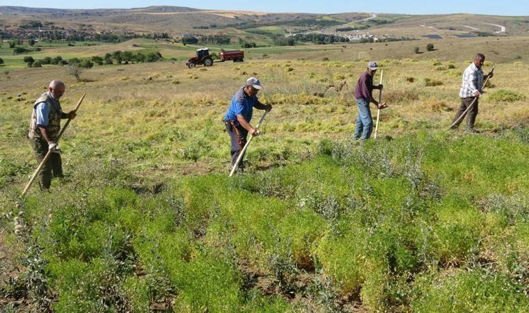 Yozgat’ta çiftçiler hasat sezonunu açtı:  Aylıkları 45 bin liraya geliyor, ancak sayıları her geçen yıl azalıyor