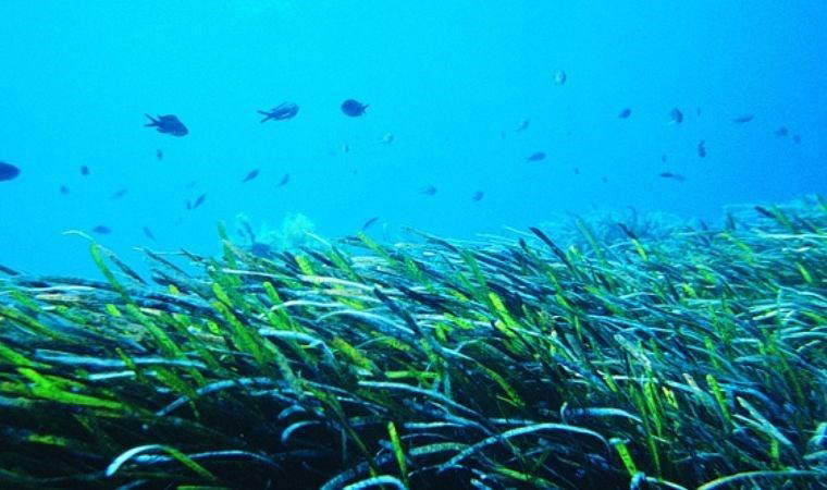 Deniz çayırı nedir? Deniz çayırları koruma altında mı? Deniz çayırının önemi...