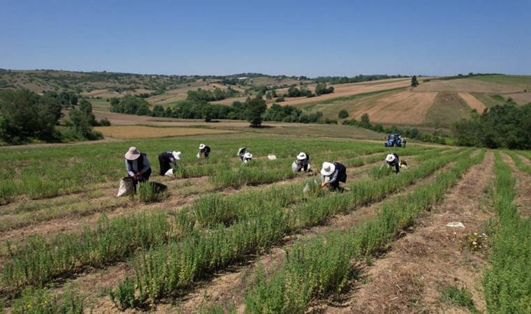 Geçen yıl 37 hektar alana ekilmişti... İlk hasadı yapıldı!