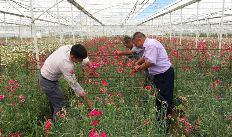 Isparta'da üretiliyor, Avrupa'yı renklendiriyor