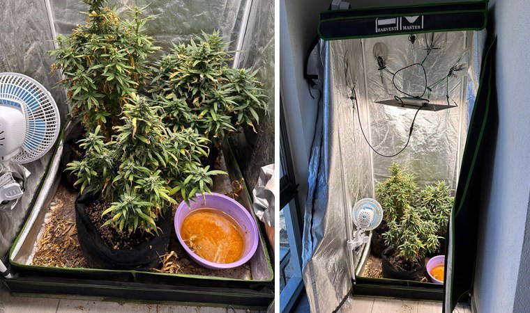 Kenevir yetiştirmek için evinin balkonuna gizli sera kurdu