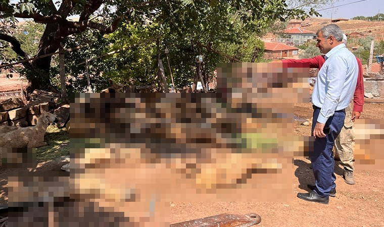 İçtikleri sudan zehirlendikleri öne sürülen 60 küçükbaş öldü