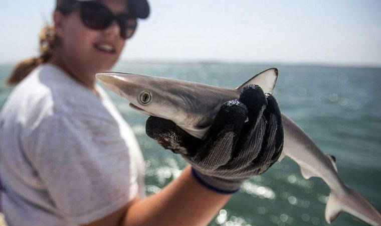 'Son derece önemli ve endişelendirici...'