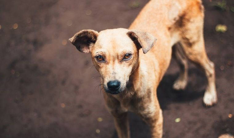 Köpekler stresin kokusunu alabiliyor! İşte yeni araştırma