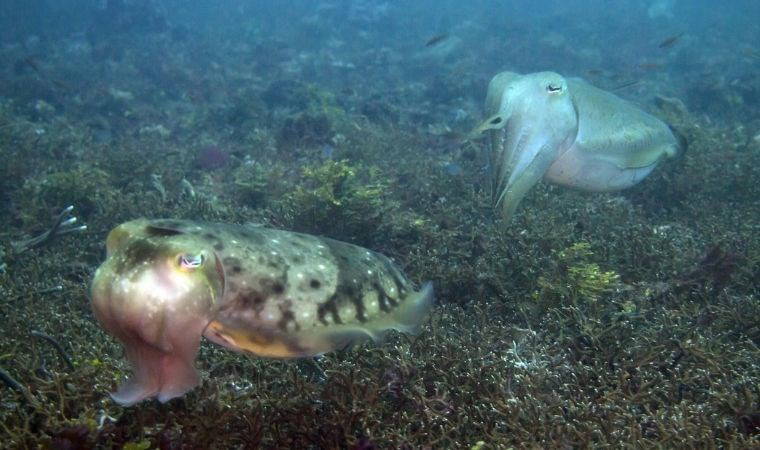 Mürekkepbalıkları sahte hatıralar oluşturabiliyor