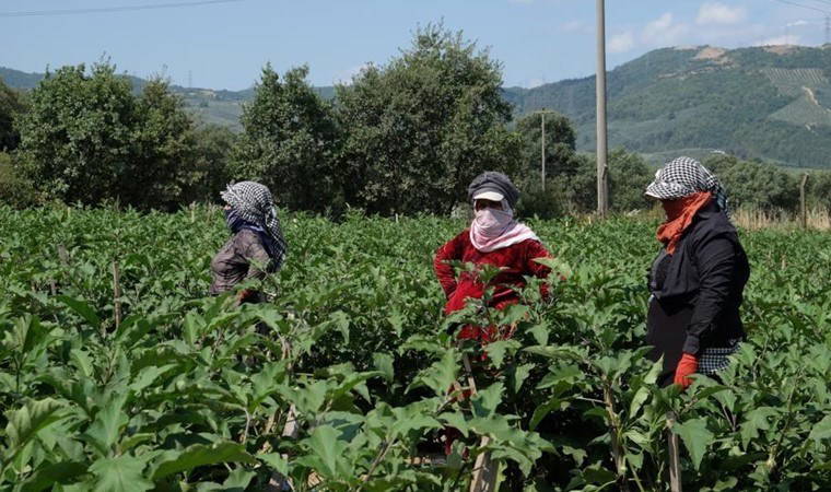 Orhangazi Ovası'nda hasat zamanı: Tarlada 10 kilosu lira....
