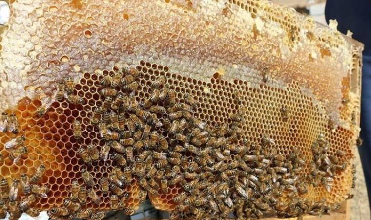 Olumsuz hava şartları bal verimini olumsuz etkiledi (26 Temmuz 2024)
