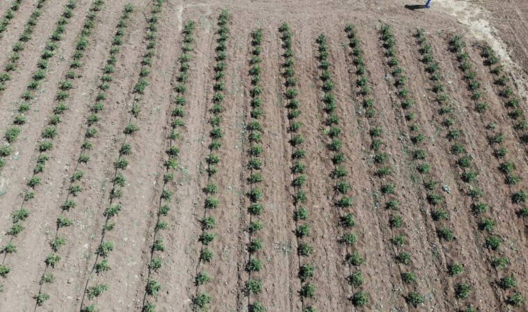 Haziran ayında ekildi, kasım ayına kadar hasat edilecek:  'Dönüm başı 30 bin TL maliyeti var'