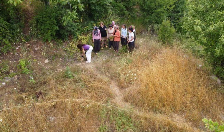 Toros Dağları'nın eteklerinde yetişiyor! Zeytinyağı ile karıştırınca şifa kaynağına dönüşüyor....