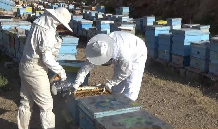 Niğde'de bal hasadı başladı: 260 ton rekolte bekleniyor