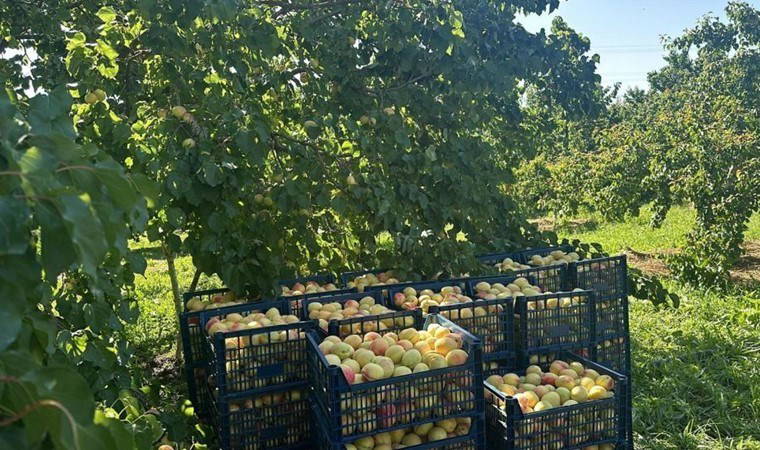 Kağızman’da sarı altın hasadı başladı: Tüm Türkiye'ye yetecek kadar ürün var...