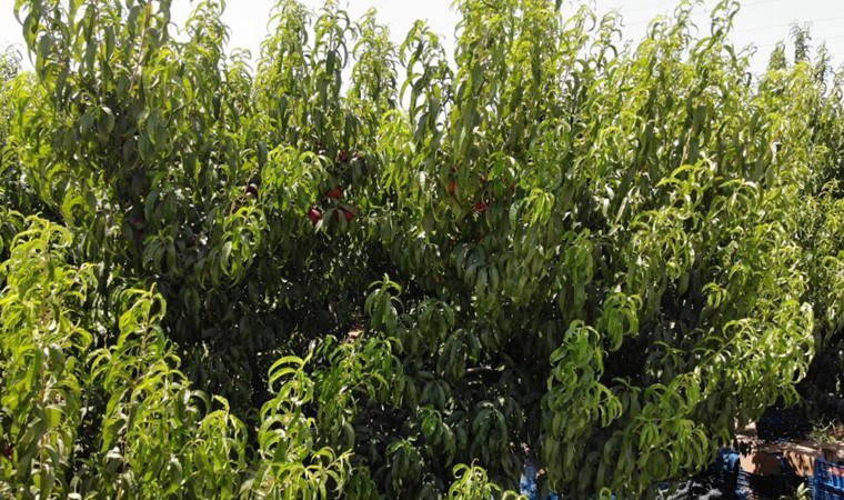 Bursa'nın meşhur lezzetinde şeftalisinde 14 bin ton rekolte bekleniyor