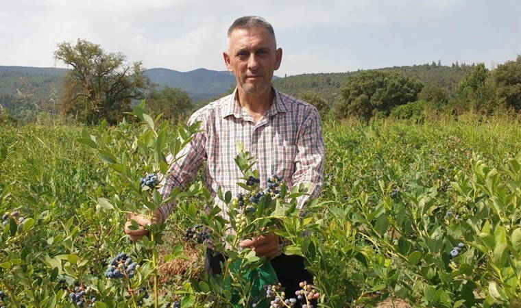 Uludağ'ın yamaçlarında yetişiyor, kilosu 300 TL'ye satılıyor! Antioksidan deposu...