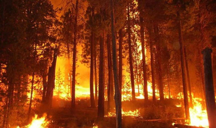 Yangında 350 hektarlık ormanlık alan zarar gördü!