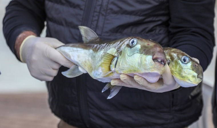 'Balon balığı avcıları' Antalya'da 218 bin lira kazandı