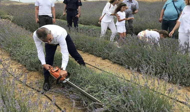 Paşalimanı Adası'nda hasat şenliği: 34 dönümlük alanda üretildi! Ekonomik ve ekolojik açıdan katkı sağlayacak...